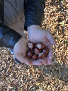 Wychowanek trzyma w dłoniach zebrane kasztany.