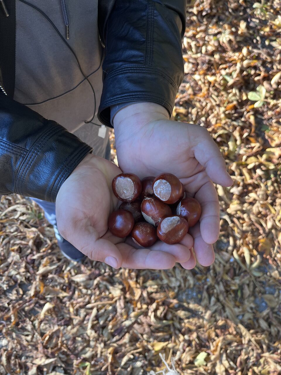Wychowanek trzyma w dłoniach zebrane kasztany.